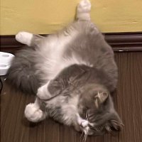 cronodatennsi (@cronodatennsi) Twitter profile photo