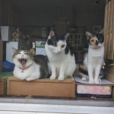 鹿児島在住

まななです。

BTS💜army

猫3匹
さくら♀ はる♂ もみじ♀