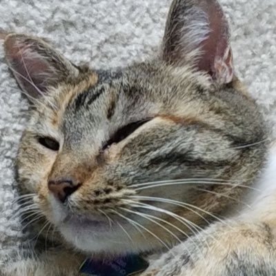 luishashobbies's profile picture. An account for my YouTube channel where I document my hobbies.