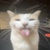 vinnie (@vinniethepooh11) Twitter profile photo vinnie (@vinniethepooh11) Twitter profile photo