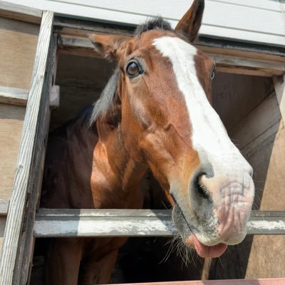 田舎のオッサンです、趣味は広く浅く(主にガンプラ、アニメ関連、ウマ娘、実馬、映画)です！気になったらドシドシフォローしてください！ 無言フォローしがちですのでどうか御容赦下さい！ 人に(なるべく)優しくがモットーです！仲良くしてくれると喜びます笑