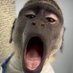 MunkeyGG (@munkeygg) Twitter profile photo MunkeyGG (@munkeygg) Twitter profile photo