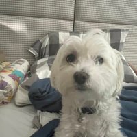 coconut (@coconutsir_) 's Twitter Profile
