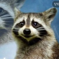 Kat (@chuggingjello) 's Twitter Profile