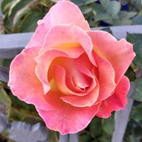 Rose Plath (@rosescented1) 's Twitter Profile