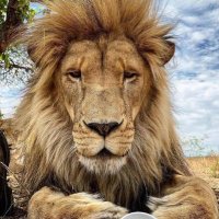 united state of Africa (@tizzyofficial01) 's Twitter Profile