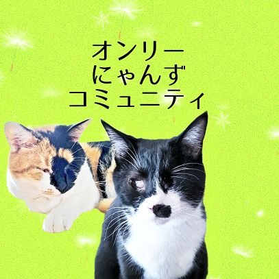 🐈障がいを持つ猫の写真展 #オンリーにゃんず写真展 主催者🐾/2023年は11/4から12/18までWeb写真展開催決定✨/クラファンマンスリーを開設しました📸↓リンクは下にあります↓
三毛猫つむぎ/サビ猫いと/黒白靴下猫えん/真天地開闢集団ジグザグ推し