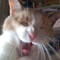 Fangar (@albertobarbas) 's Twitter Profile Photo Fangar (@albertobarbas) 's Twitter Profile Photo