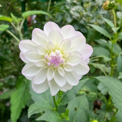 東北出身、関東在住、青い州の人と国際結婚しました。やさしい翻訳塾第9期。現職は英文事務畑。実務翻訳者志望。今はキャリア模索中。吹奏楽、ピアノ、紅茶、コスメ、ポケモン、万年筆などの話ができます。TOEIC945になってた。