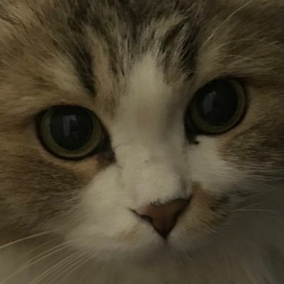 NGhoroubi's profile picture. @Golang lover, dad of cats, life time learner