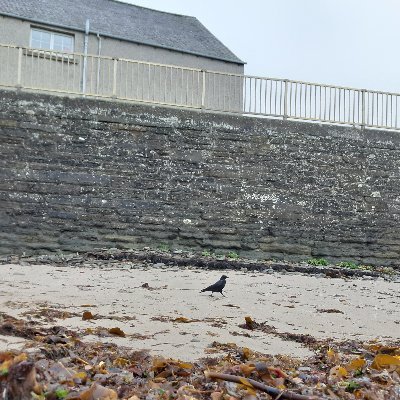 RomanCarreras1's profile picture. Com que no tinc folowers, això es més un lloc on anar deixant notes,i coses que m'agraden o em fan gràcia. Si de sobte t'hi trobes per aquí: sort!