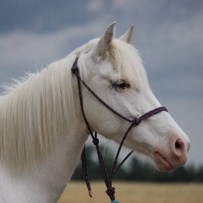 Equi9_'s profile picture. ζΘΔ ◤✦◢  Male/poly/bi/pagan/graymuzzle/NSFW/feral/Consort of Epona
#zoo #zoophilia #zoophile

Returning to the zoo community after many years (eh, life).