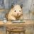 pauIagarcia's profile image