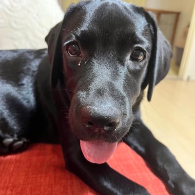 あたちはラブラドールのはなちゃん。2023年4月26日生まれ。あたちの飼い主、大型犬飼ったことがないので、育て方教えてあげて飼い主訓練して下さい。宜しく😀