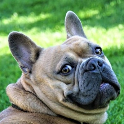 welove_bulldog Profile Picture