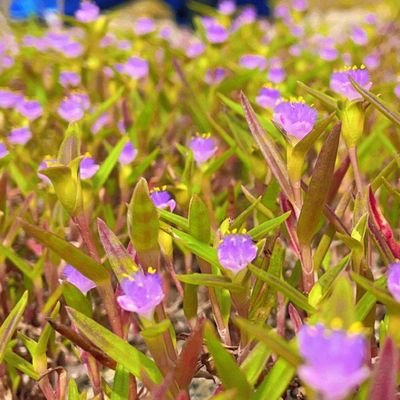 comfort65900968's profile picture. Am simple and elegant.....a Total package..A realtor….👌 A die hard MANCHESTER United Fan