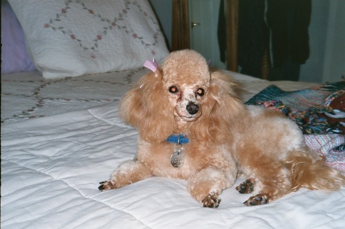 JoyMessier's profile picture. 