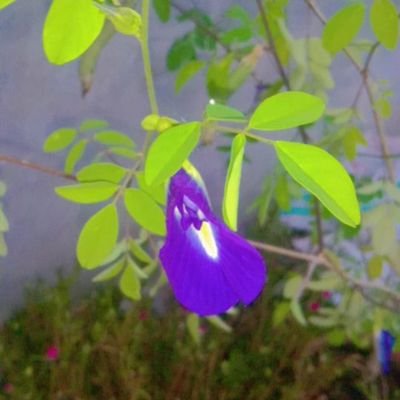 ambujsi38658447's profile picture. Life is better when you're laughing