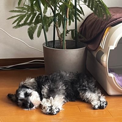 24/3月👶🎀出産アラサー|大手JTC総合職| 独身時代に海外駐在経験有| 25/4大学院進学と同時に職場復帰👩🎓 💻 |家族時間もキャリアも大切にしたい🫶