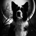 Pacer T Dog (@pacer_t) Twitter profile photo Pacer T Dog (@pacer_t) Twitter profile photo
