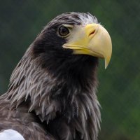 Da-Yo (@pic_pig7) 's Twitter Profile Photo Da-Yo (@pic_pig7) 's Twitter Profile Photo
