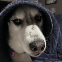 Sean Humphrey (@shumphreyit) Twitter profile photo