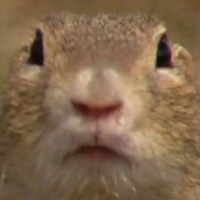 Sysel (@davca368) 's Twitter Profile