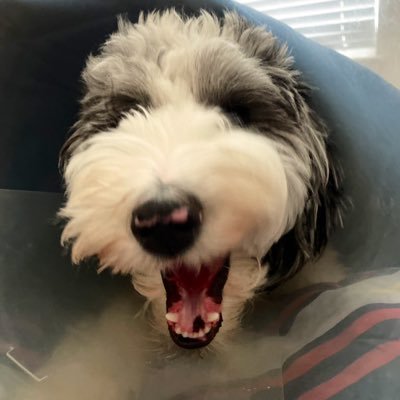 hey y’all, 9 month old sheepadoodle puppy. RIP Chungy