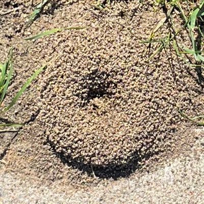 unsealeddolls's profile picture. 