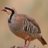 Chukarmountian's profile image