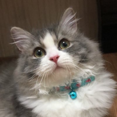 rdlghamdi1's profile picture. 