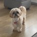 Amber the shih tzu (@Ambertheshihtzu) Twitter profile photo