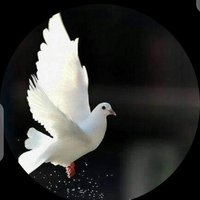 احمد الموالي (@phvywbj7tu2bzmq) 's Twitter Profile Photo