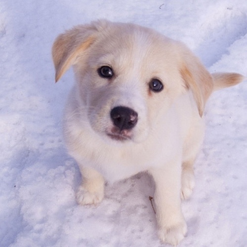 aRealHotDog's profile picture. Bark