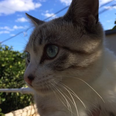 blenderTi_ENL's profile picture. ingress ENL A11 AG アイコン戻しました