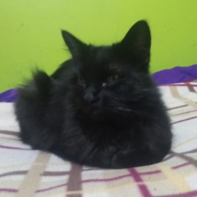 no_se0015's profile picture. Si