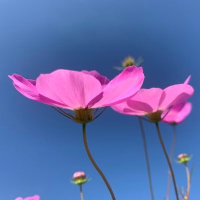 【気象系】RECORDING1【翔智】 朱月(蒼手） (@mahimahiumi) / Posts / X