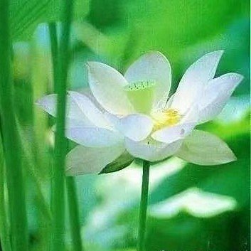 jane_live65717's profile picture. 