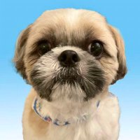 うちのモンちゃん🐶 (@monmoni_mon) Twitter profile photo