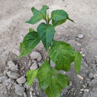 MiYAsun_V (@miyasun1213) 's Twitter Profile