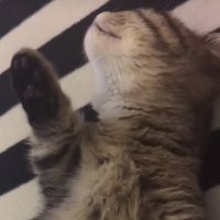 smort (@jmakeol) 's Twitter Profile