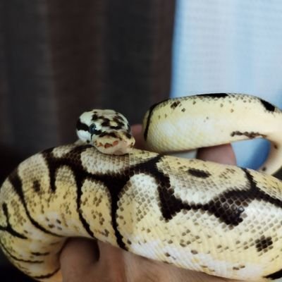 ボールパイソンをメインに爬虫類を数種類飼育しております。
ゆくゆくはブリーダーになりたいので勉強中。
トカゲ4、モモンガ3、ヤモリ2、ヘビ28(コーン3、ボール25)