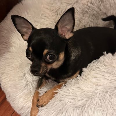 Cecimara's profile picture. Fall on your tongue like pixie dust.