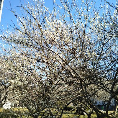 Pandora_tbox628's profile picture. 