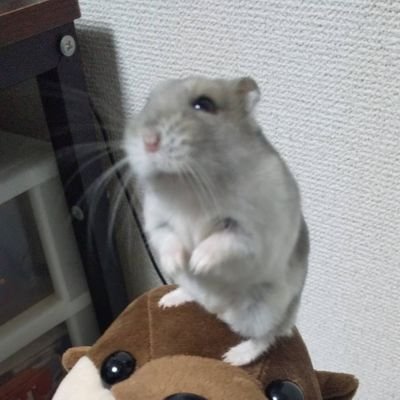 Kogann_'s profile picture. ハムスターとハンギョドンかわいっ