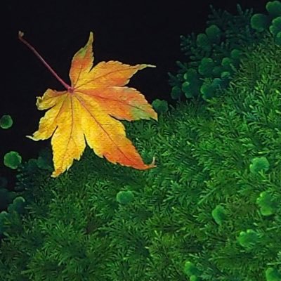 苔油彩画家です。油絵で苔を1本1本生やします。展示情報・制作過程・制作小話のアカウント。書籍:福音館書店かがくのとも「こけをみつけたよ」「ほたるのひかりかた」・小学館図鑑NEO「きのこ」巻頭扉絵 他