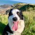 Flynn the Border Collie (@richleefletch1) Twitter profile photo