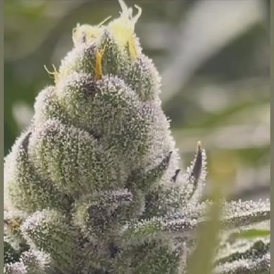 SoCal cannabis head. All this to say my philosophical take on what the fuck is going on is governed by the virulent yet simple notion that all is alright.😶‍🌫️