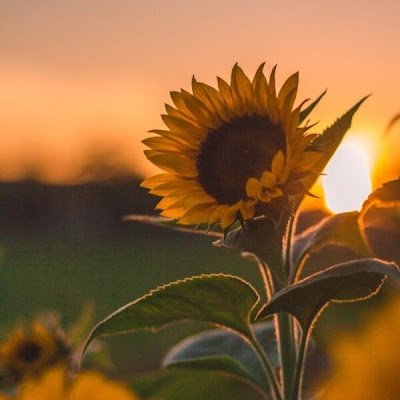 tran66259's profile picture. 