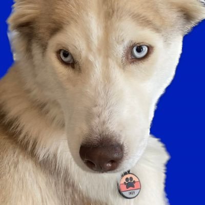 RealIndyDog Profile Picture